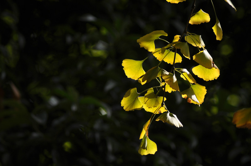 DSC_9162.jpg