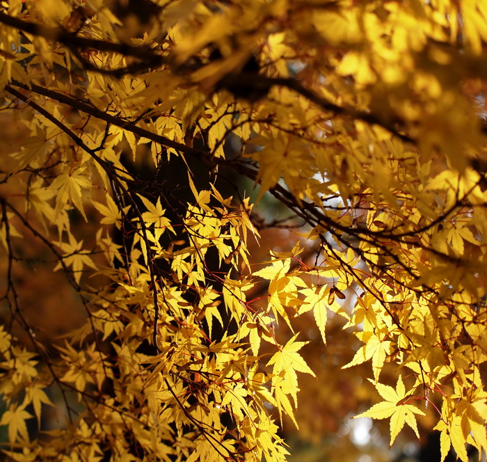 P1016815_С.jpg