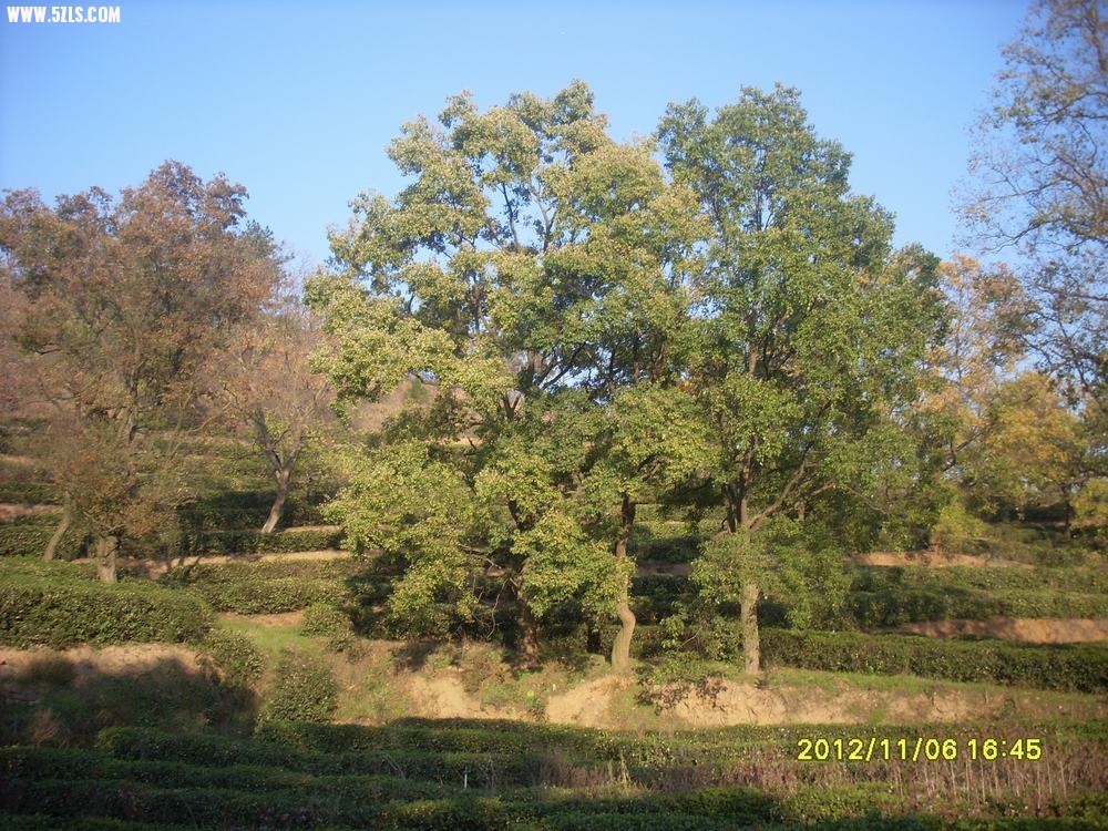 005-1.JPG