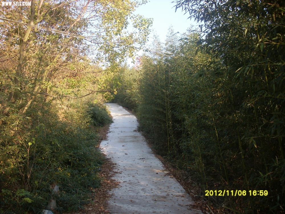 SL381356.JPG
