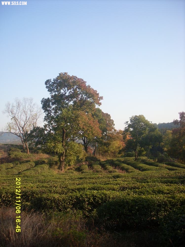 SL381349.JPG