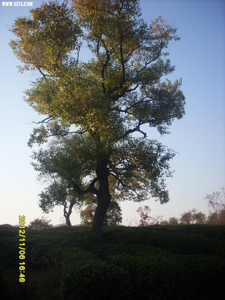 SL381352.JPG