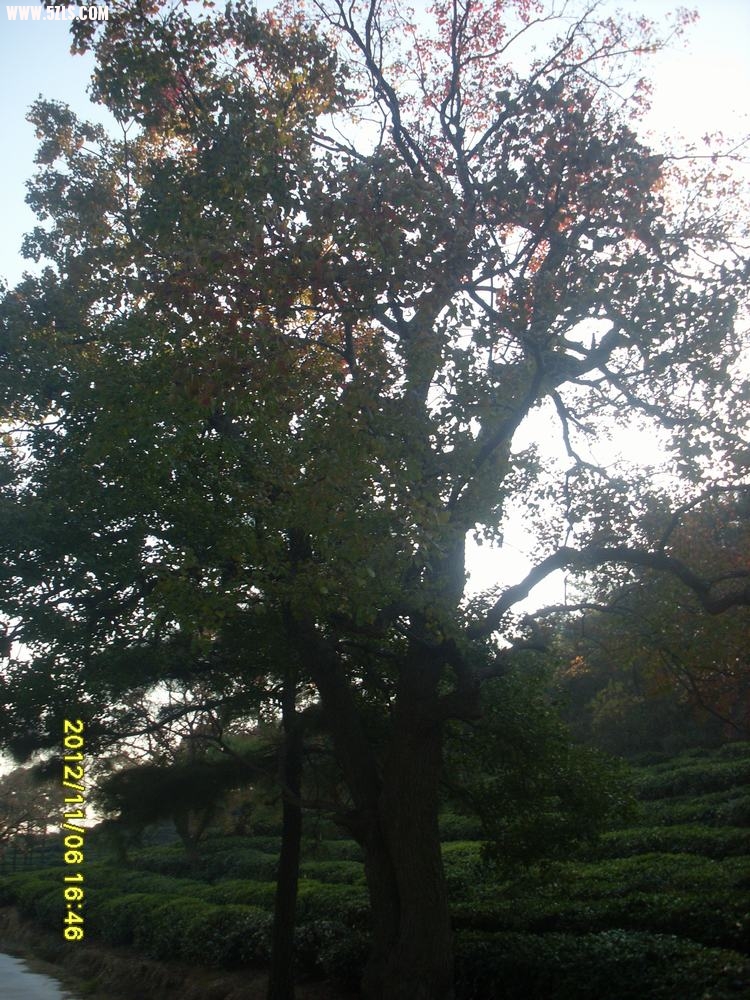 SL381354.JPG