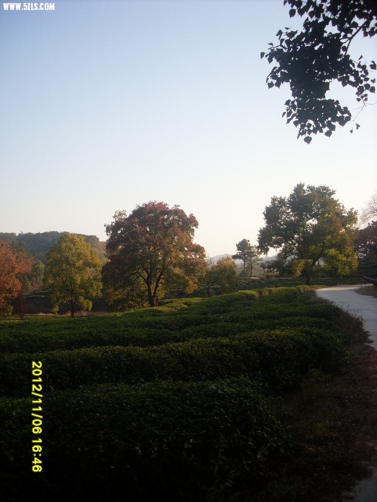 SL381355.JPG