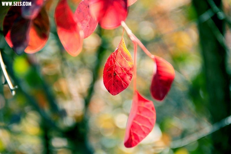 _MG_9332.jpg