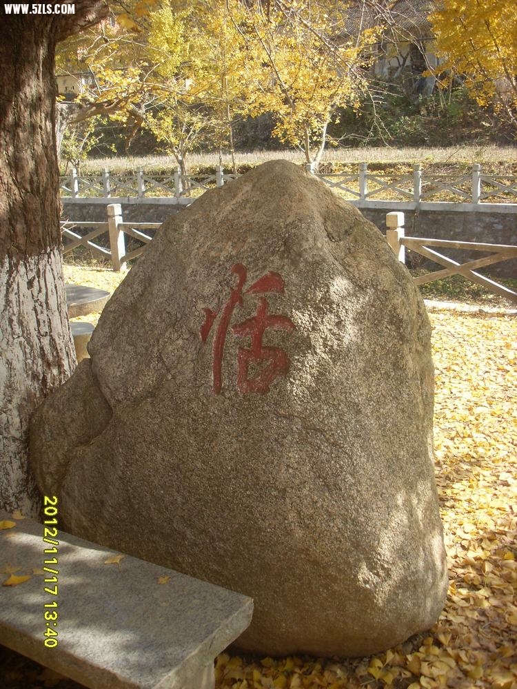 SL381614.JPG