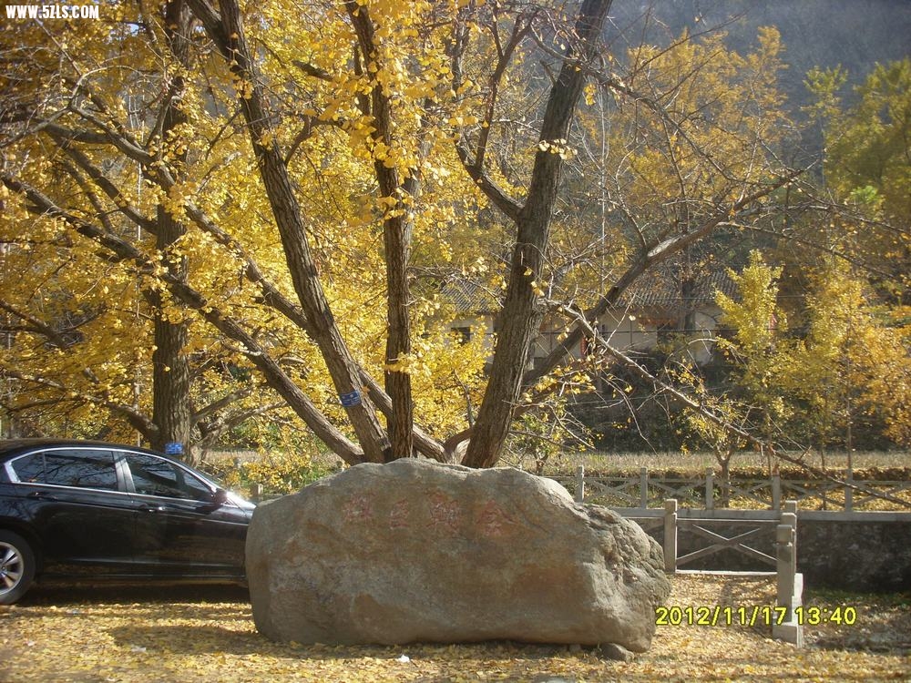 SL381615.JPG