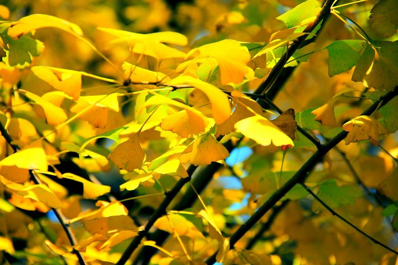 _MG_0063.jpg