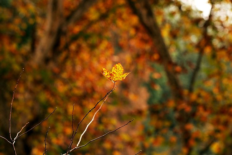 IMG_3995.jpg