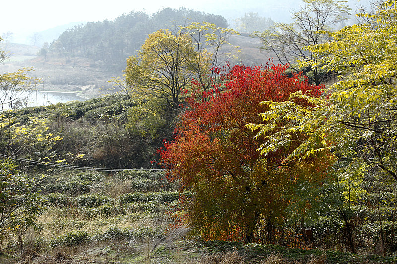 _MG_6808.jpg