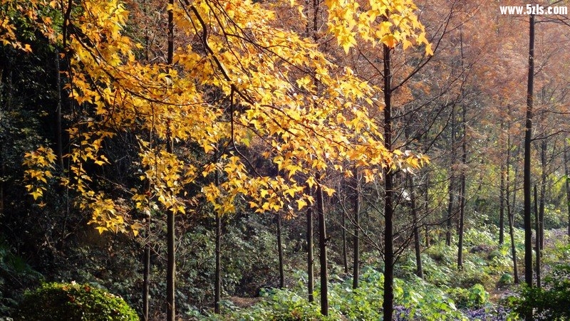 DSC08898.jpg
