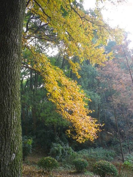 IMGP8075.JPG