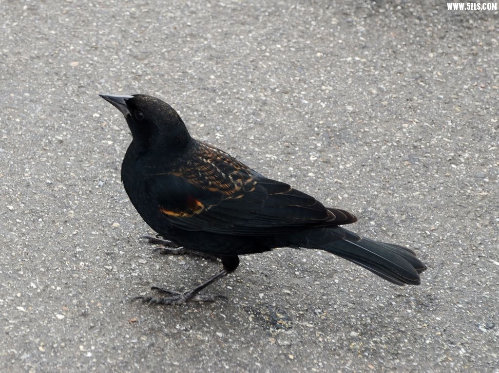 DSC_1936.jpg
