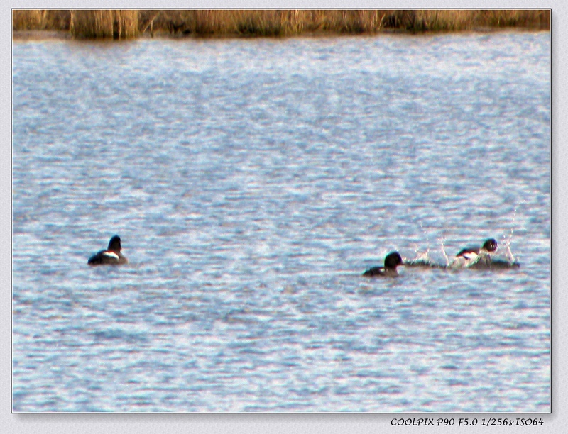 DSCN3865.jpg