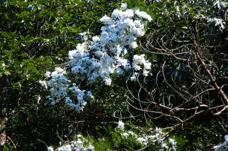 p1250047.jpg