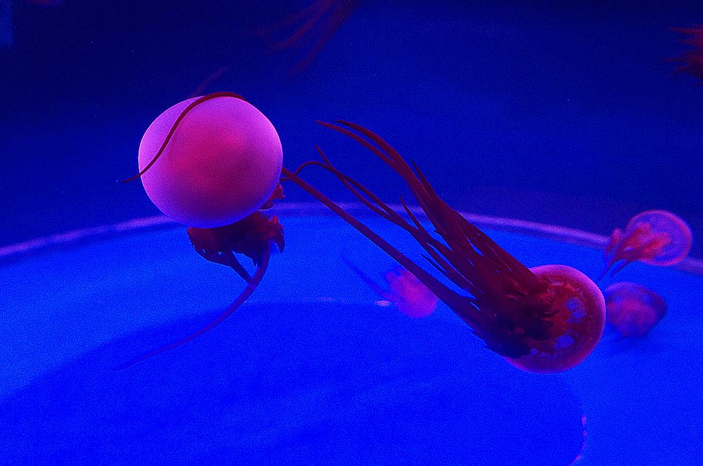 dsc09630.jpg