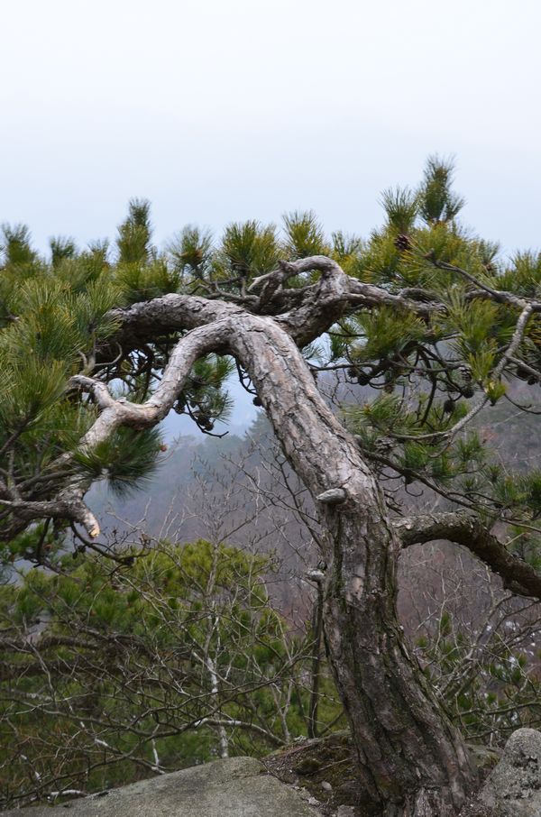 dsc_0212a.jpg