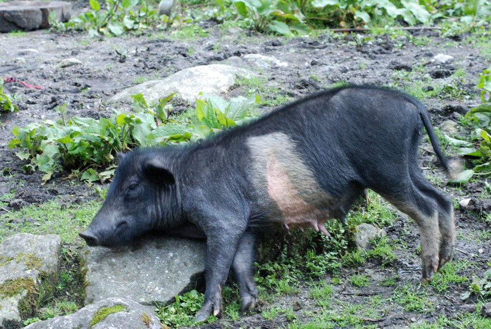 dsc_1003.jpg