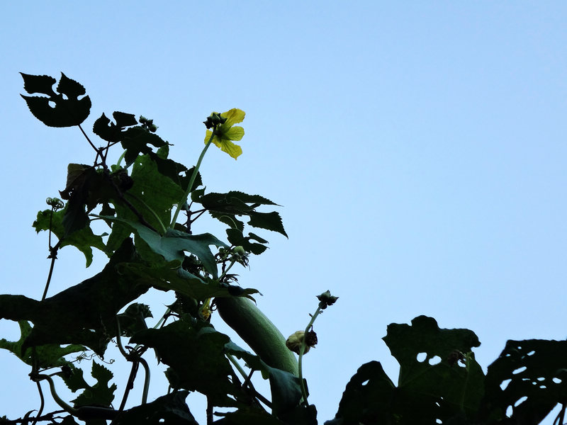 dsc03409.jpg