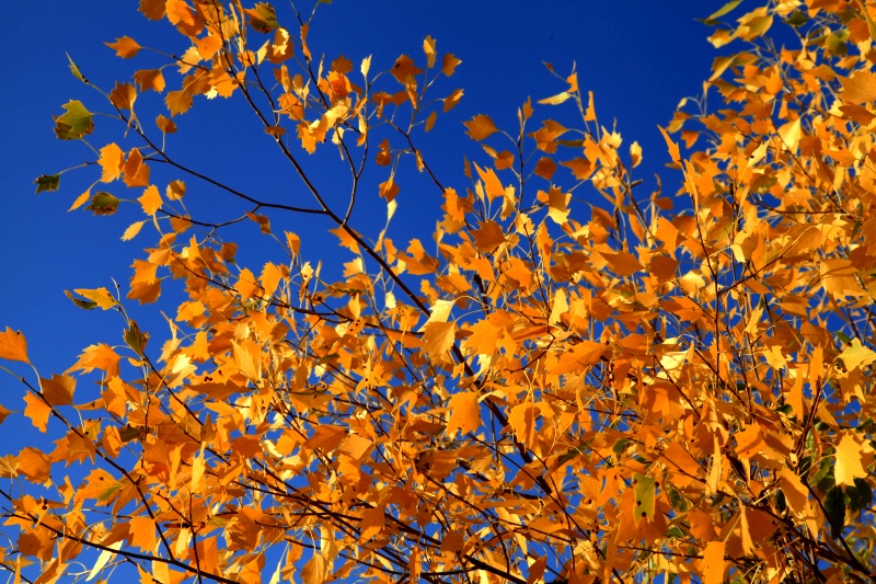 130930-1006 353_conew1.jpg