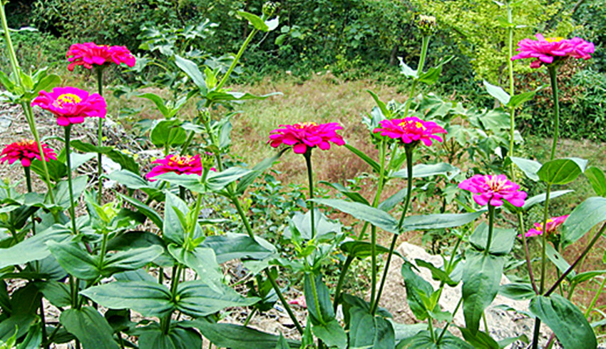 dsc01494_.jpg