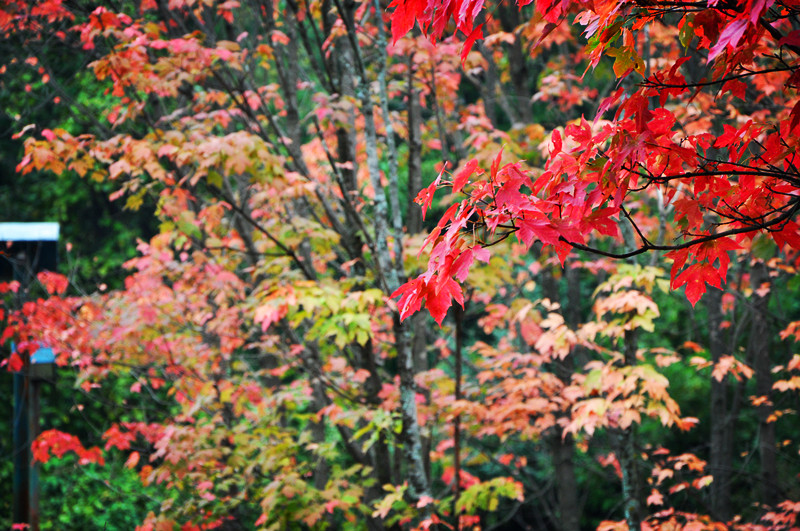 dsc_0246_.jpg