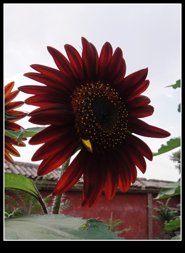 dsc03918_conew1.jpg
