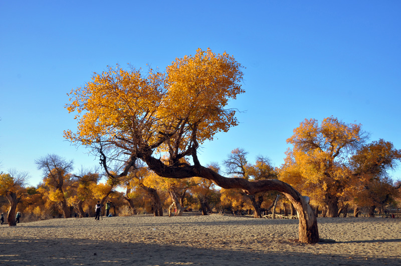 dsc_0672.jpg