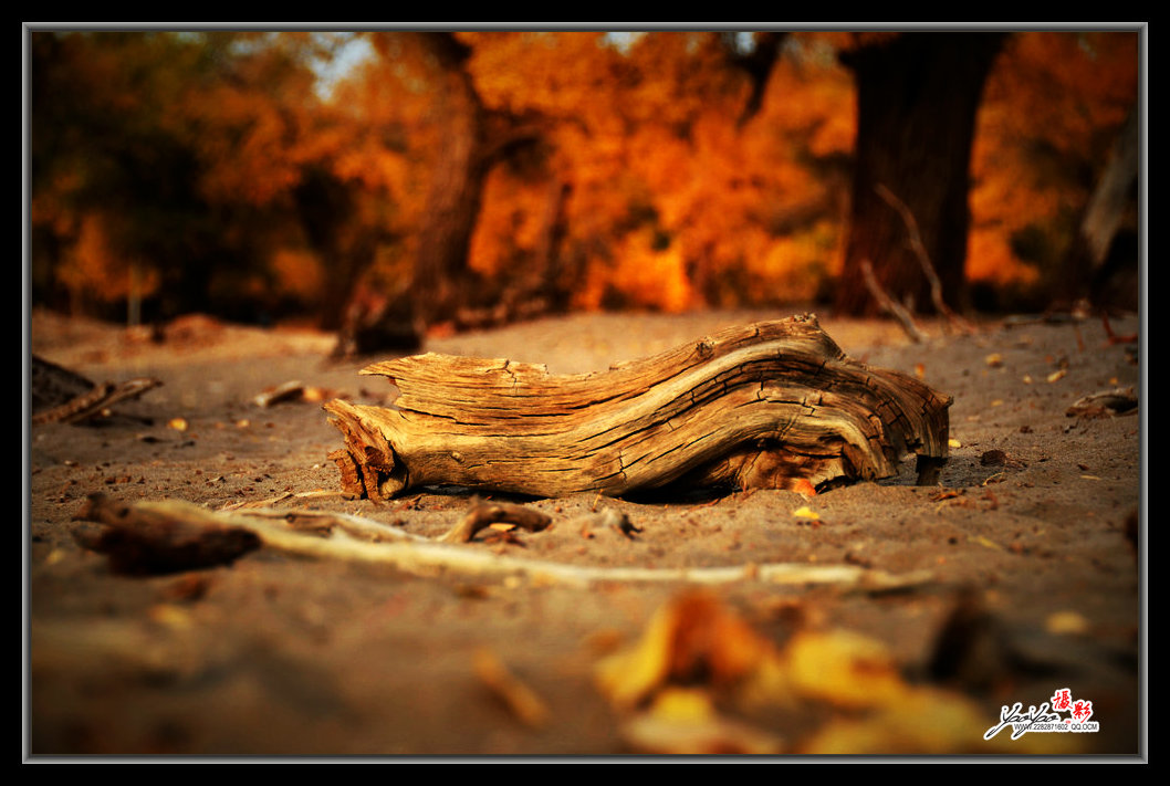dsc_9916.jpg