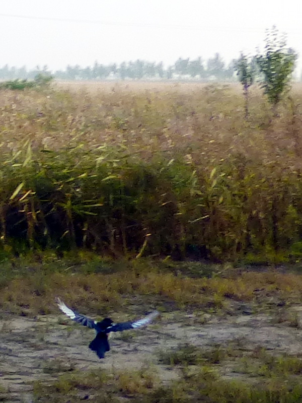 p1120434.jpg