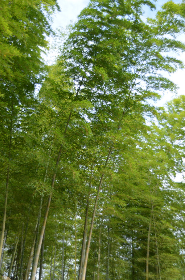 dsc_0898.jpg