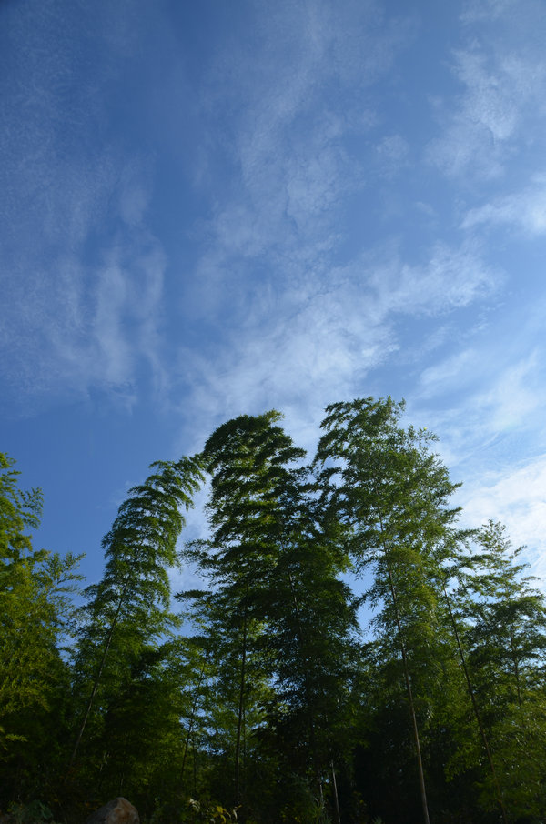 dsc_0333.jpg