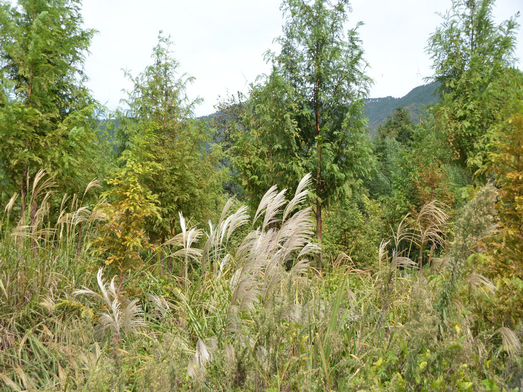 dsc_0821.jpg