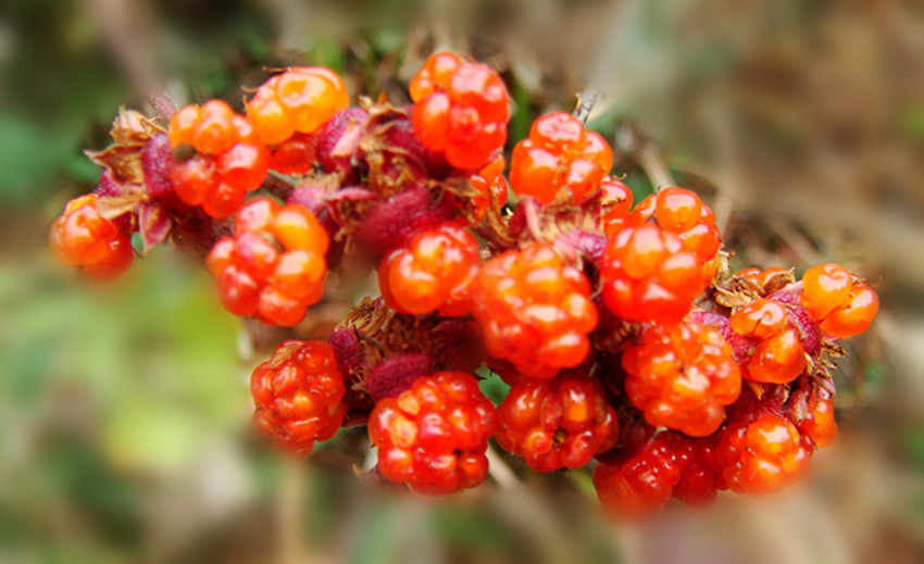 dsc02085_.jpg