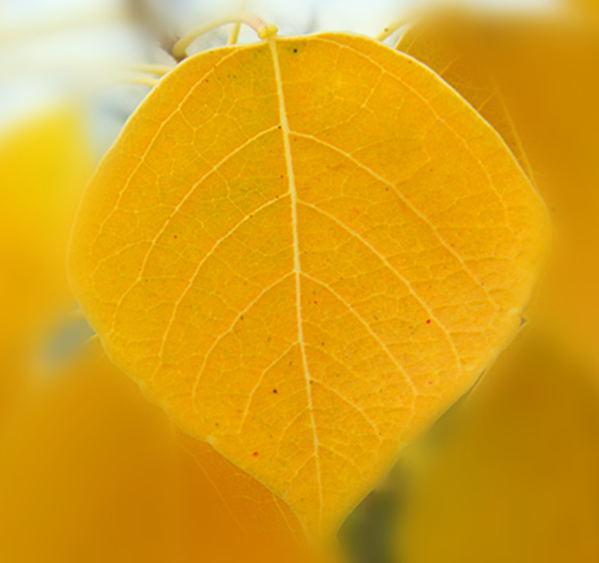 dsc02088_.jpg