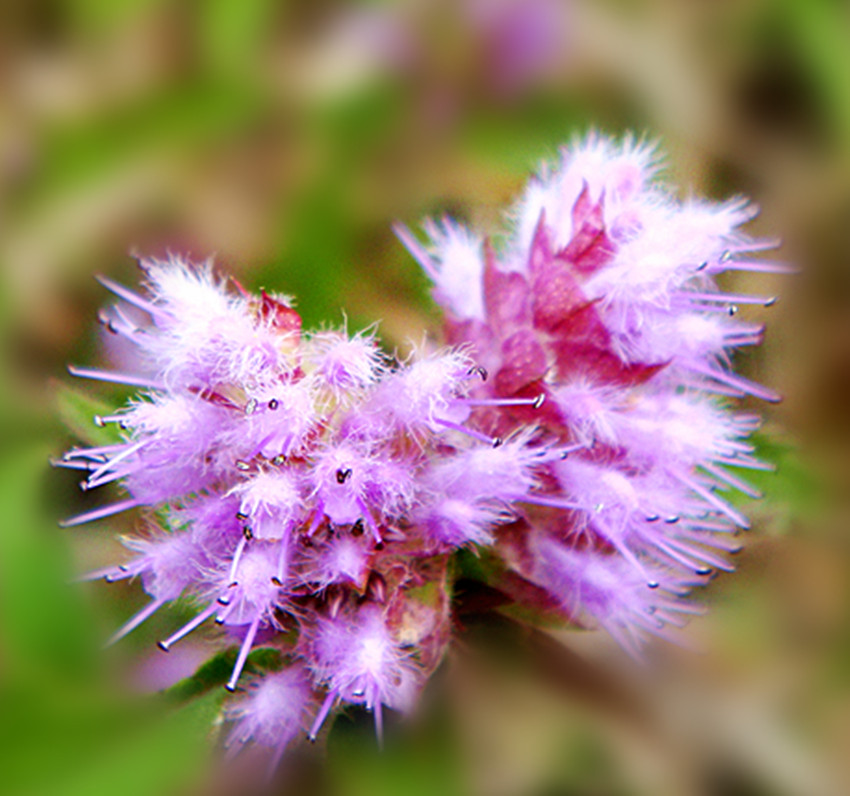 dsc02090_.jpg
