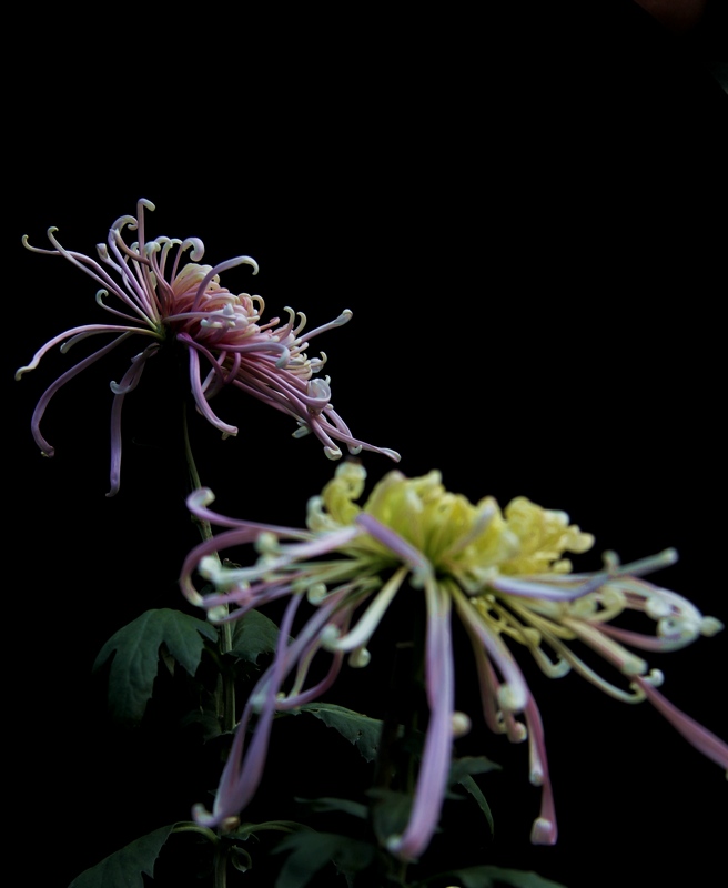 img_4988.jpg