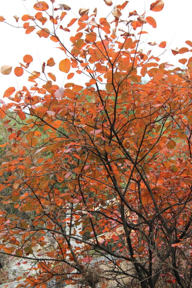 qqͼƬ20131101195535.jpg