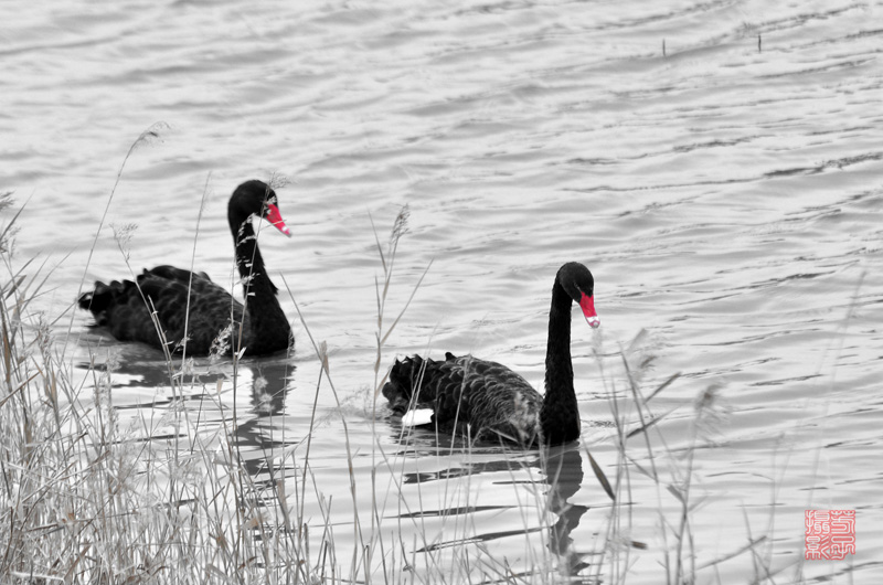 dsc_0909aa.jpg