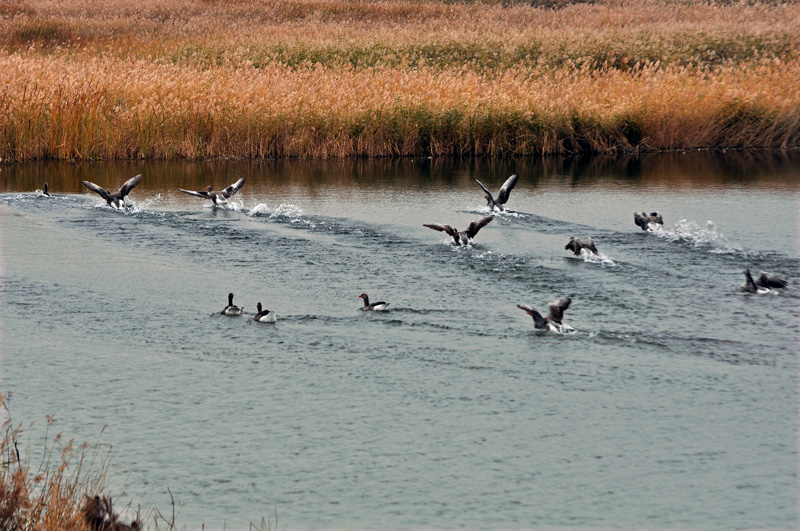 dsc_0952.jpg