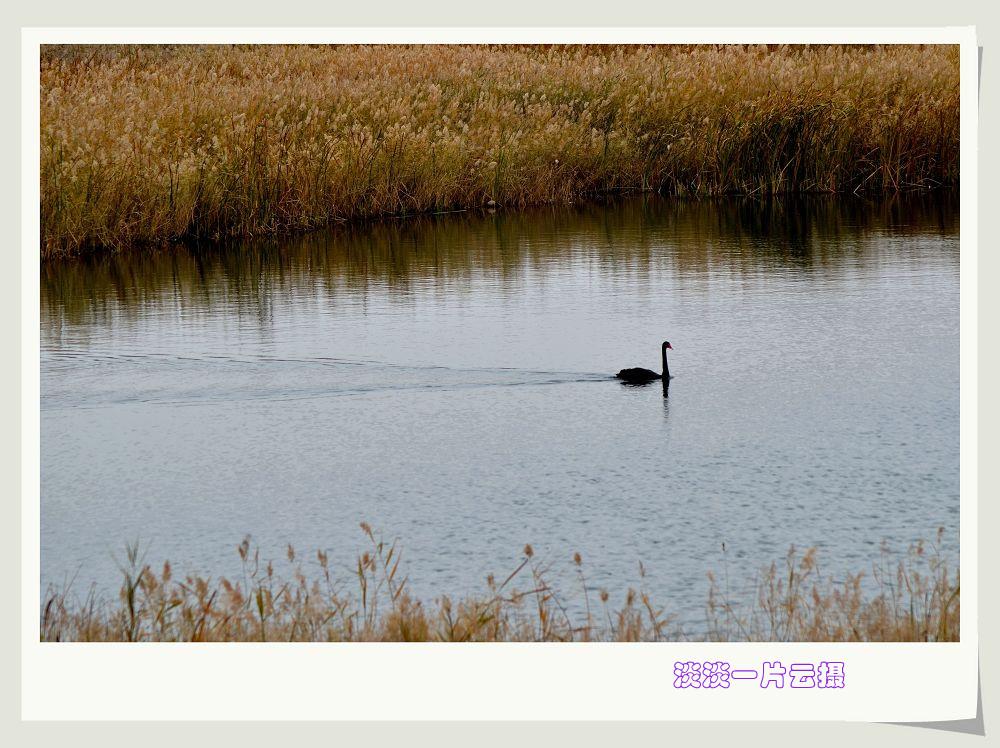 neo_img_dsc_7095_.jpg