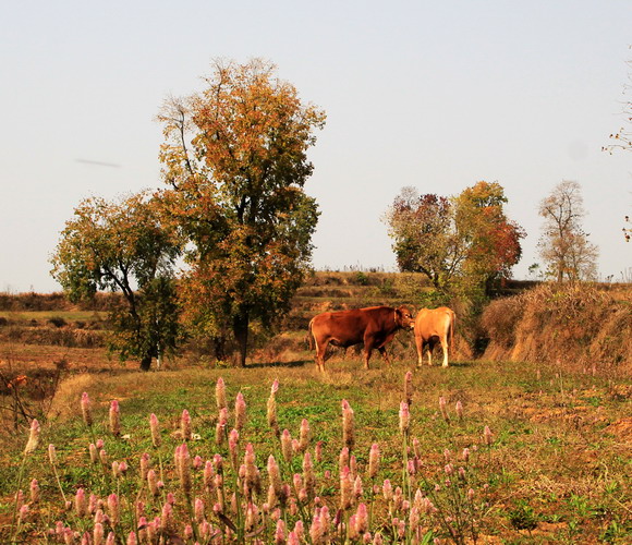 img_9954_СС.jpg