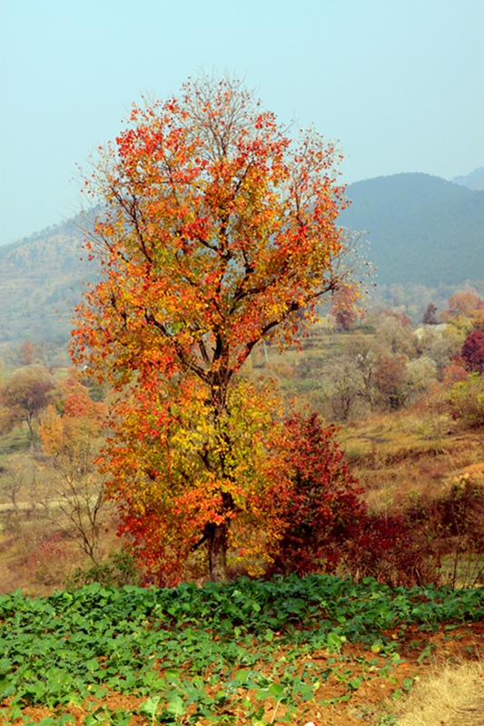 2012.12.5 001.jpg