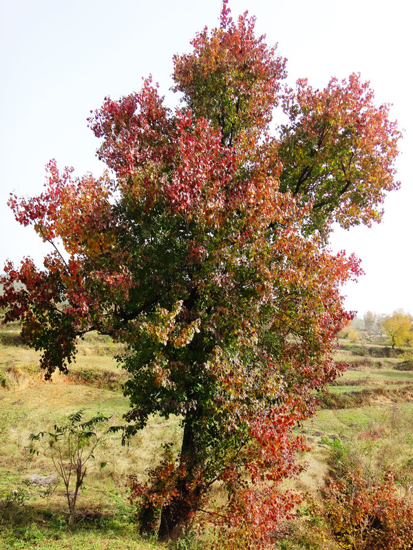 dsc04221.jpg