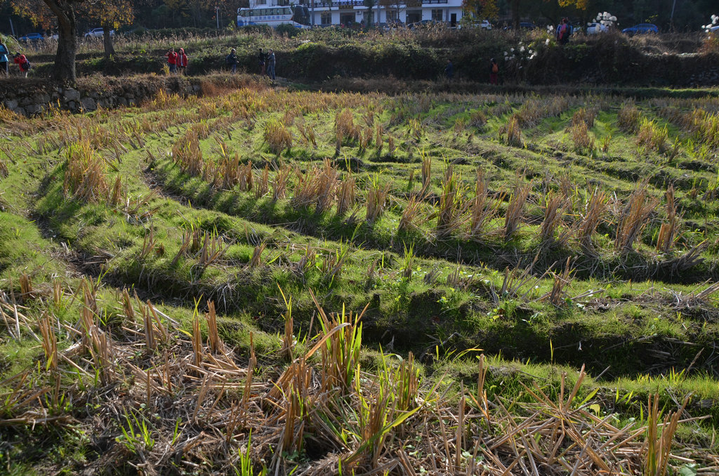 dsc_0233.jpg
