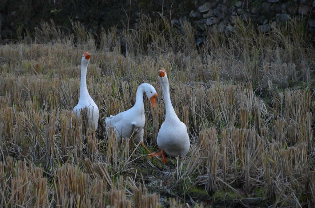 dsc_0372.jpg