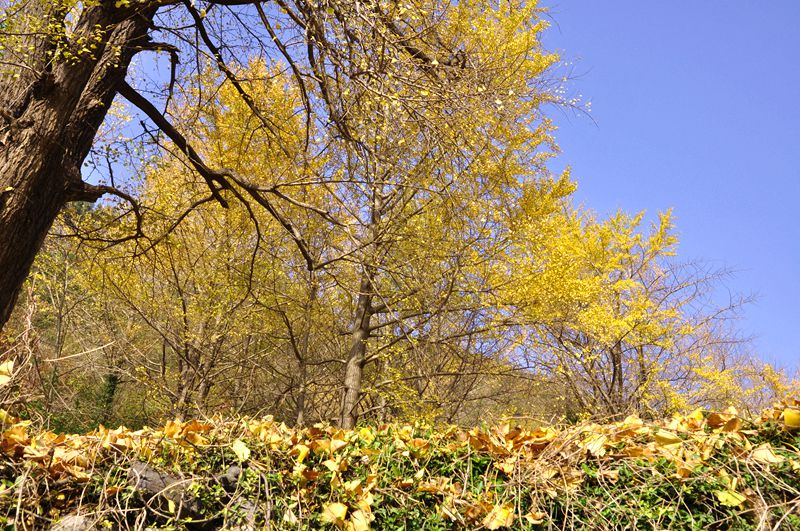 dsc_8431_.jpg