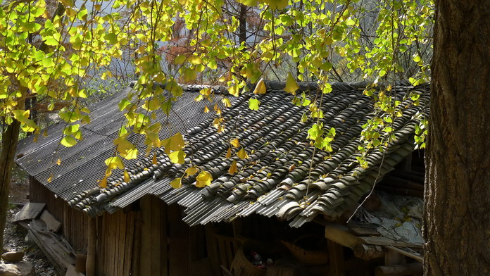 p1230966-1_СС.jpg