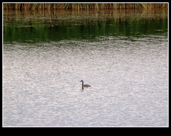 dsc00055_conew1.jpg