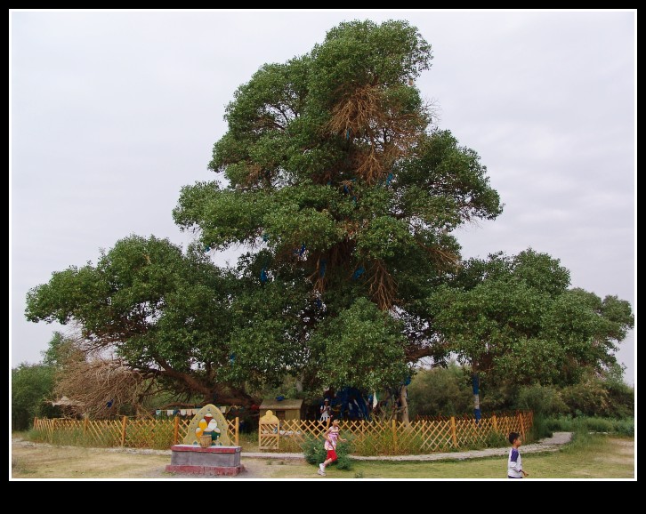 dsc00107_conew1.jpg